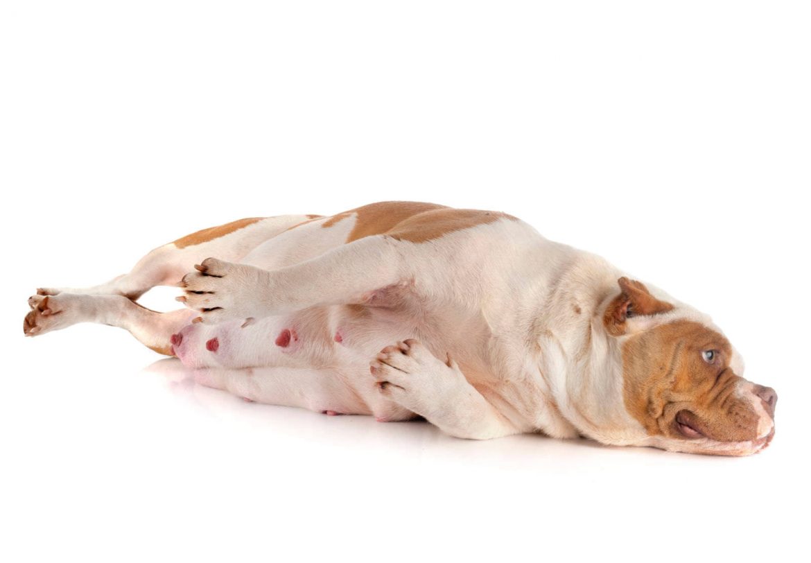 8 fatti interessanti sulle gravidanze (e allattamento) dei cani che potreste non sapere